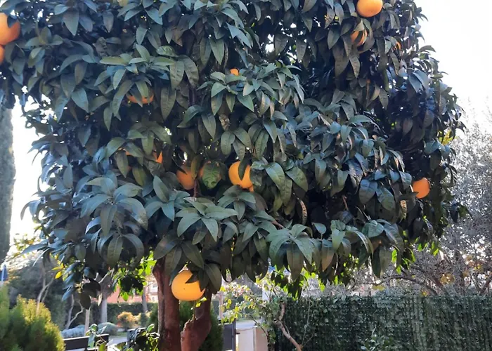 Valetis Ρόβινι