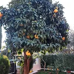 Valetis 로비니